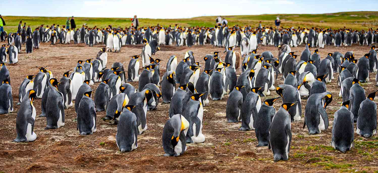 Панорамное фото пингвинов и людей на заднем плане на Фолклендских островах